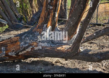 Primo piano di corteccia carbonizzata e legno esposto su un albero danneggiato dal fuoco dopo gli incendi estivi a Pelayos de la Presa, Madrid, Spagna. Foto Stock