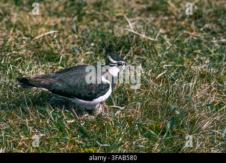 Chilopo nordico, Vanellus vanellus, uccello in lista rossa, nido con uova su pascoli, Hertfordshire, Inghilterra, Regno Unito. Foto Stock