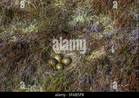 Piviere dorato eurasiatico, Pluvialis apricaria, nido con quattro uova sulla brughiera di Northumberland, Inghilterra, Regno Unito. Foto Stock