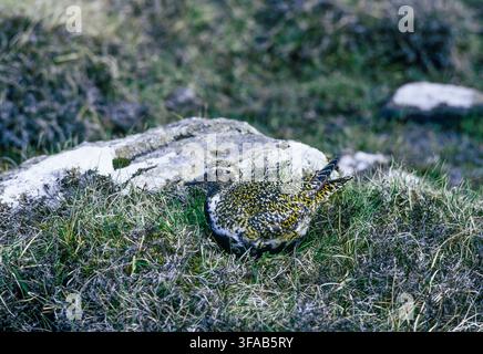 Adulto Piviere dorato eurasiatico, Pluvialis apricaria, in piumaggio estivo sul nido con uova sulle North Yorkshire Moors, Inghilterra, Regno Unito. Foto Stock