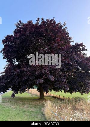 Faggio a foglia viola isolato in un campo aperto Foto Stock