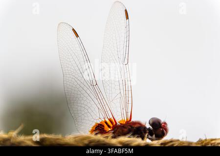 Libellula rossa vibrante appoggiata su una corda nel Kerala Foto Stock