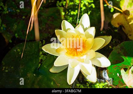 Ninfea gialla con un centro arancione galleggia sull'acqua scura. Foglie di ninfea verdi e piccole piante verdi circondano il fiore. La luce del sole illumina la sce Foto Stock