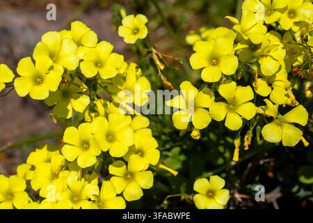 Sfondo a cornice intera di fiori gialli di buttercup delle Bermude Oxalis pes caprae in primavera Foto Stock