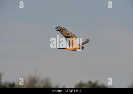 Aquila harrier che plana sulle praterie alla ricerca di cibo Foto Stock