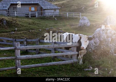 Mucche che pascolano vicino a capanne tradizionali di pastori sui pascoli alpini per l'allevamento del bestiame da latte ancora attivi e preservati dell'altopiano di Velika Planina, in Slovenia. Foto Stock
