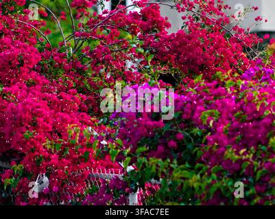 Fiori di bougainvillea fuchsia vivaci riempiono il quadro. I petali brillano su uno sfondo di cielo soffice. Gruppi densi suggeriscono un giardino estivo o un ambiente tropicale. Foto Stock