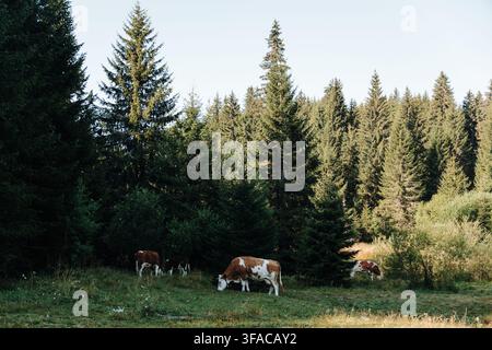 Un piccolo gregge di bovini pascola in un prato boschivo a Kopaonik, Serbia. La scena si adatta al bestiame, all'agricoltura, al turismo rurale e all'agricoltura sostenibile Foto Stock