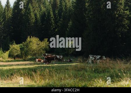 Un gregge di bovini pascola e riposa in un prato tranquillo ai margini di una foresta di conifere a Kopaonik, in Serbia. La scena riflette l'agricoltura tradizionale di montagna Foto Stock