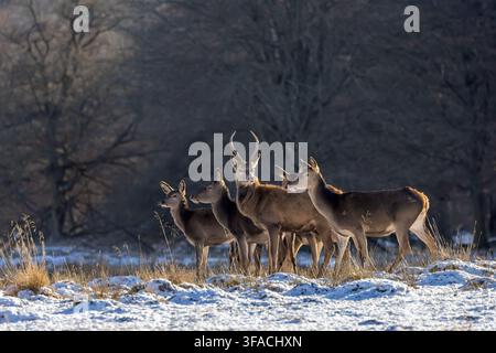 Cervo rosso (Cervus elaphus) maschio di due anni con punte singole, chiamato pricket, che cerca cibo con un harem di cerve in una foresta innevata in inverno Foto Stock