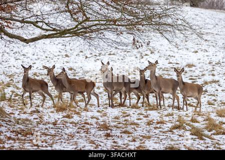 Mandria di cervi rossi (Cervus elaphus) di femmine che cercano cibo sotto un albero in una foresta innevata in inverno Foto Stock