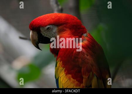 La Parrocchia Scarlatta (Ara macao), chiamata anche Parrocchia Rossa e Gialla, Parrocchia Rossa e Blu o Parrocchia dal Petto Rosso della famiglia Psittacidae e dell'ordine Psitt Foto Stock