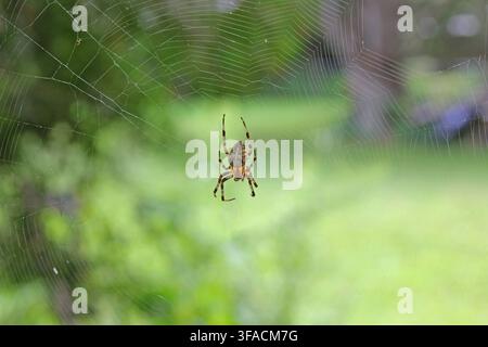 Prima vista di una ragnatela orbweaver macchiata appesa in una grande ragnatela con sfondo di erba verde Neoscona crucifera Foto Stock