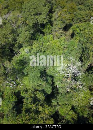 Vista aerea della fitta chioma della foresta pluviale brasiliana con una vegetazione verde lussureggiante e un albero spoglio prominente che si staglia alla luce del sole a Cotia, Stato di Foto Stock