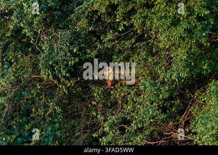 Gufo dal lungo orecchio (Asio otus) seduto su un ramo d'albero circondato da fogliame verde al tramonto Foto Stock