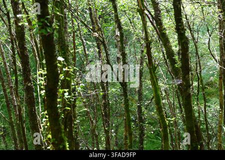 numerosi tronchi di alberi sottili ricoperti di muschio si trovano vicini mentre la luce del sole filtra attraverso la chioma. Una vegetazione verde rigogliosa e stratificata crea Foto Stock