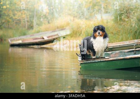 L’Australian Shepherd riposa in una piccola barca circondata da un caldo scenario autunnale. Ritratto tranquillo di un animale domestico che evoca viaggi stagionali, fuga in campagna e Foto Stock