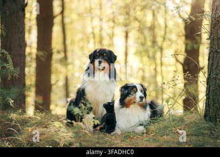Due cani Australian Shepherd si rilassano fianco a fianco tra gli alberi nella luce dorata della stagione. Un'amicizia canina pacifica trasmette compagnia, avventura autunnale Foto Stock