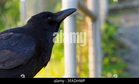 Corvo nero appollaiato all'aperto di profilo, ritratto in primo piano che mostra piume nere dettagliate e il becco Foto Stock