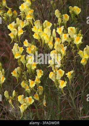 Linaria comune, Linaria vulgaris subsp. vulgaris, Plantaginacee. Hertfordshire, Regno Unito. Linaria vulgaris, la linaria comune, è una specie di piante fiorite Foto Stock