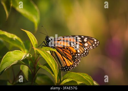 Un primo piano dettagliato di una farfalla monarca adulta (Danaus plexippus) appollaiata su un ramo frondoso, che mostra le sue vivaci ali arancioni e nere contro Foto Stock