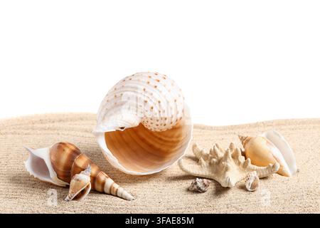 Concetto di vacanze estive e vacanze al mare, vari gusci di mare e stelle marine sulla sabbia con spazio di copia Foto Stock