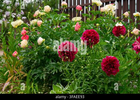 Una scena di giardino vivace con lussureggianti cespugli di peonie in piena fioritura, con peonie di un rosso intenso, rosa morbido e giallo crema. L’abbondante fogliame verde Foto Stock