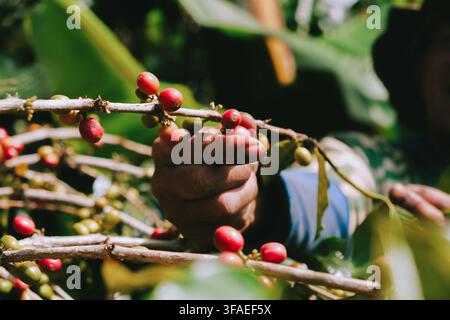 Primo piano di una mano di un lavoratore agricolo che raccoglie a mano ciliegie di caffè rosse mature da un albero di caffè durante la raccolta in una piantagione tropicale. Foto Stock