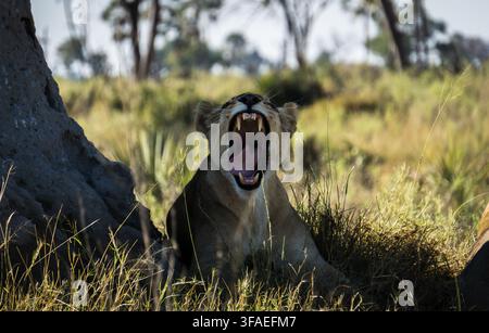 Una leonessa sbadiglia mentre riposa all'ombra di un enorme termitaio nel Botswana Foto Stock