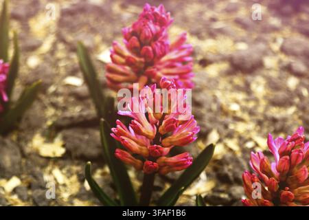 Rosa multicolor Hyacinthus orientalis in un giardino. Giacinto - comune, olandese o giardino giacinto con rosa in fiore Foto Stock