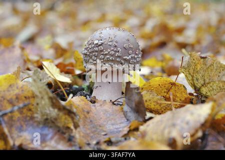 Funghi perlacei Amanita rubescens nella foresta autunnale - Amanita rubescens nella foresta autunnale Foto Stock