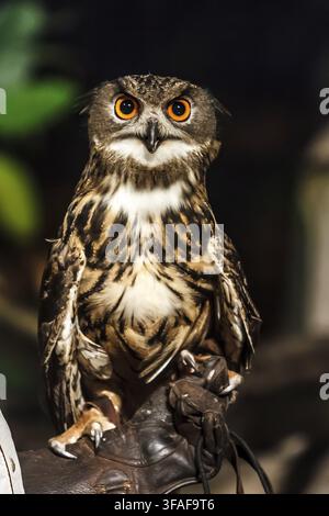 Goffo eurasiatico addomesticato portato fuori per una caccia notturna Foto Stock