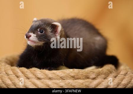 Ritratto di un piccolo cucciolo di furetto di due mesi in diverse pose giocose Foto Stock