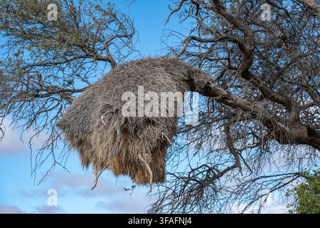 Un grande nido sferico costruito con erba secca pende precariamente da un ramo di acacia spinoso contro un cielo blu vibrante con nuvole sottili. Foto Stock