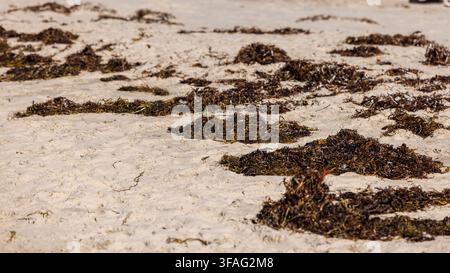 Cumuli di alghe marroni secche e bagnate sono spinti a riva e sparsi su una spiaggia sabbiosa. La vista ravvicinata evidenzia il contrasto tra le alghe brune scure a Foto Stock