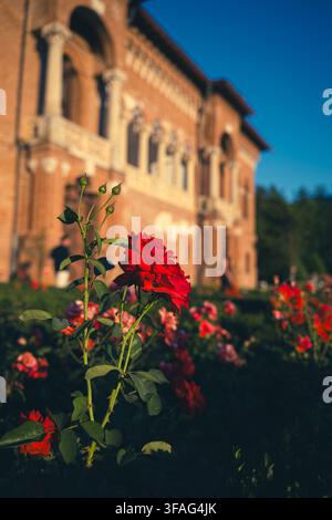 Eredità reale in fiore: Rose rosse vibranti in piena fioritura contro la facciata baciata dal sole del palazzo storico di Mogosoaia Foto Stock