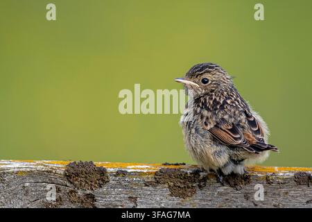 Saxicoloe comune (Saxicola rubicola, Saxicola torquata rubicola), pulcino appena involato seduto su un palo di recinzione, Spagna, Sierra De Gredos Foto Stock