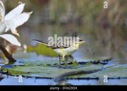 Giallo - Wagtail Motacilla flava Foto Stock