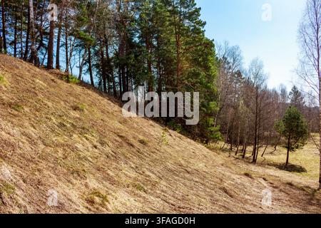 Paesaggio primaverile soleggiato con una ripida pendice erbosa che conduce a un margine di foresta di conifere sempreverdi sotto un cielo blu terso in un luminoso aprile Foto Stock