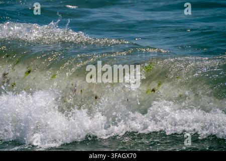 un'onda traslucida dell'oceano che si infrange in schiuma bianca, rivelando piccoli pezzi di alghe verdi sospesi nell'acqua agitata. Foto Stock