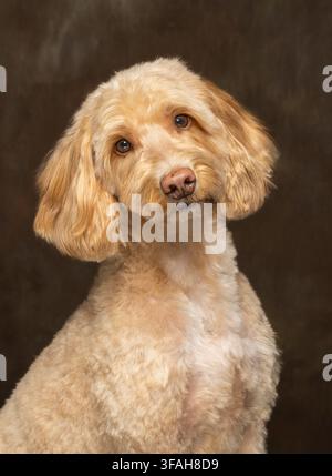 Cane Cockapoo color crema appena tosato seduto e che guarda la telecamera in un ritratto in studio scattato su uno sfondo marrone scuro. Foto Stock