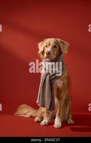 Il cane rimane seduto con una postura rilassata mentre guarda la fotocamera in uno spazio illuminato lateralmente. Una sciarpa e uno sfondo pulito completano il ritratto. Foto Stock