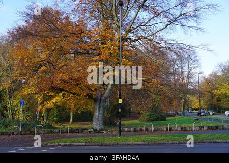 Foglie autunnali sugli alberi all’esterno dell’ingresso di Southampton Common - Hampshire Inghilterra 30 novembre 2022 Foto Stock