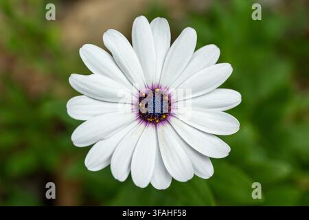 Dimorphotheca ecklonis (comunemente nota come margherita del Capo o margherita africana, precedentemente Osteospermum ecklonis) Foto Stock