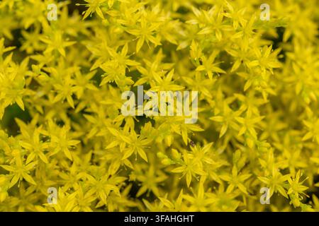 Tappeto di fiori gialli denso di sedum acre (Sedum acre) Foto Stock