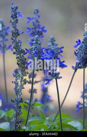 Ape carpentiere viola che impollina fiori di salvia blu in fiore in un giardino con sfondo sfocato morbido, primo piano Foto Stock