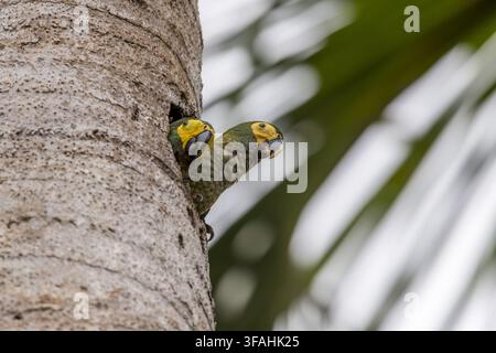 Pulcini di Buriti maracanã nel nido costruito nella cavità del tronco di Buriti – noti anche come ararana e maracana dalla faccia gialla Foto Stock