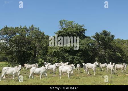 Bestiame Nelore al pascolo nel distretto di Taquaruçu del Comune di Palmas - allevamento estensivo Foto Stock