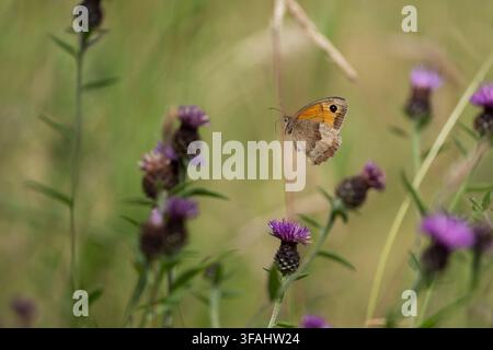 Maniola jurtina, farfalla imago che vola tra fiori di centaurea ed erbe, Nottinghamshire, Regno Unito, luglio Foto Stock