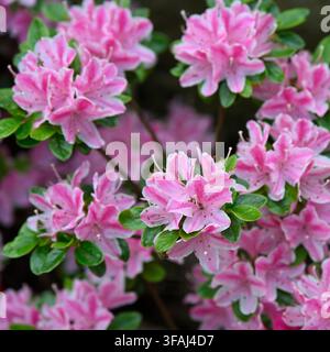 Fiori rosa e bianchi di azalea sempreverde, rododendro 'Kermesinum Rosé' che cresce in un giardino del Regno Unito a maggio Foto Stock